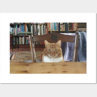 A cute cat in a library Posters and Art